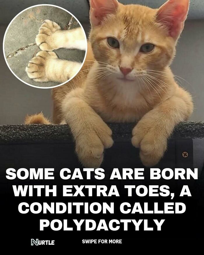 Orange cat with extra toes showing polydactyly, a fun random fact featured in 94 random facts nobody really asked for.