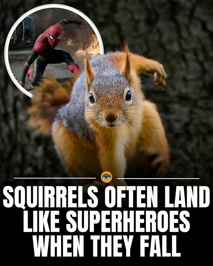 Squirrel landing like a superhero mid-jump, illustrating one of the interesting pics with an intriguing story. Squirrel landing like a superhero mid-jump, illustrating one of the interesting pics with an intriguing story.