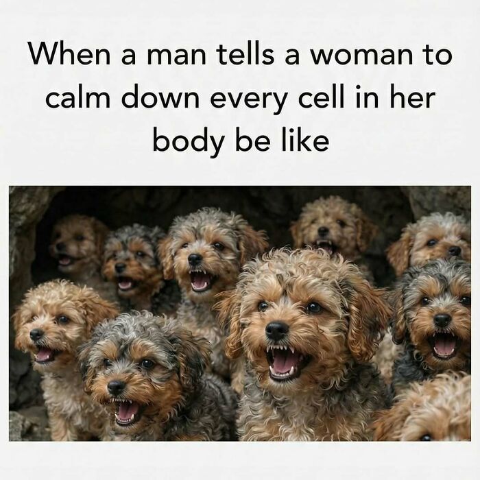 Group of small angry dogs with mouths open, representing a funny meme to distract you from whatever you're avoiding right now