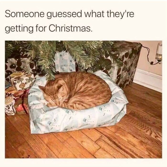 Sleeping orange cat on a wrapped gift bed under a Christmas tree, perfect for cat memes lovers and holiday fun.