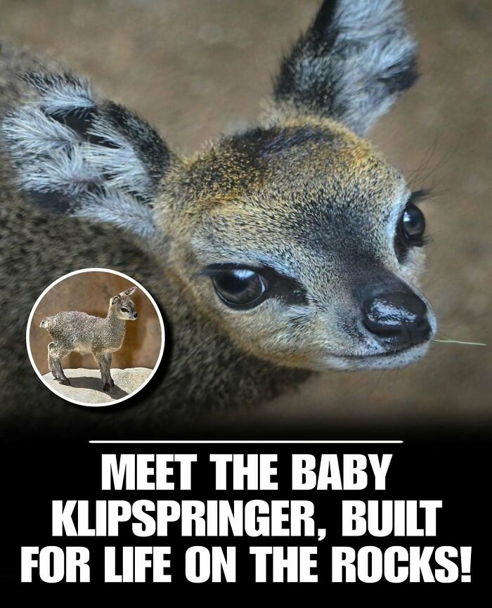 Close-up of a cute baby klipspringer, a small mountain-dwelling animal, showcasing adorable features to melt stress and anxiety.