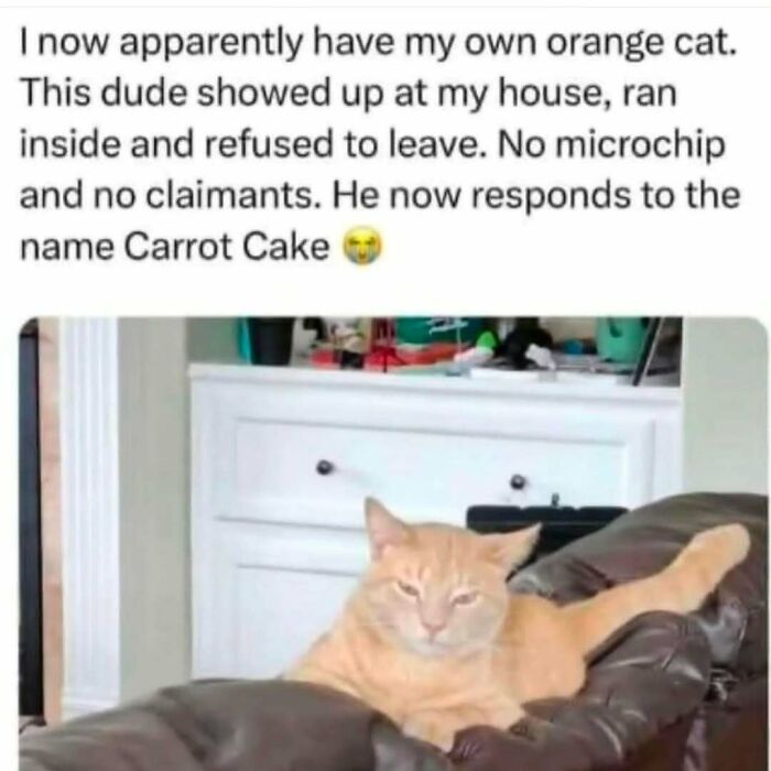 Orange cat named Carrot Cake lounging on brown couch, featured in funny cat memes about unexpected pets and indoor cats.