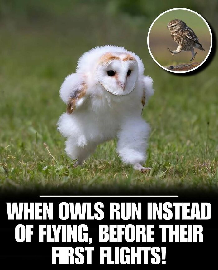 Cute owl chick running on grass before its first flight, showcasing adorable animals to instantly melt stress and anxiety.