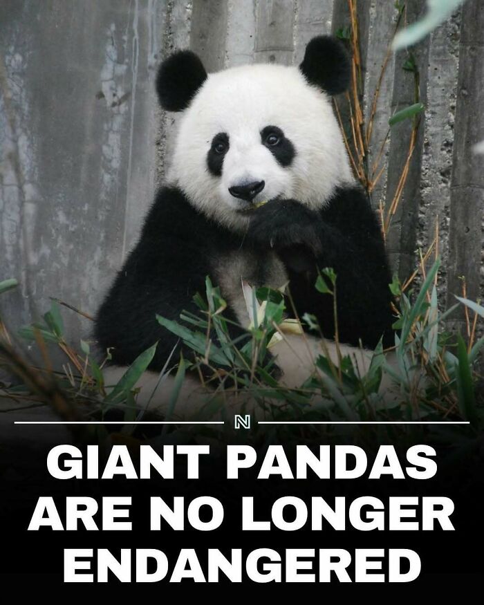 Giant panda sitting among bamboo with text highlighting random facts about their endangered status.