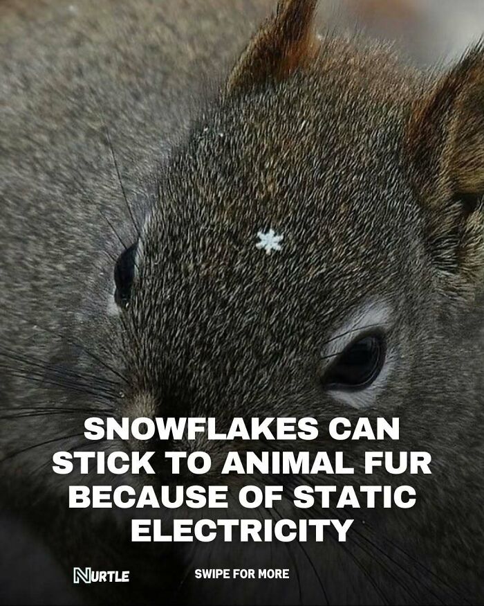 Close-up of a squirrel with a snowflake on its fur illustrating random facts about static electricity and animals.
