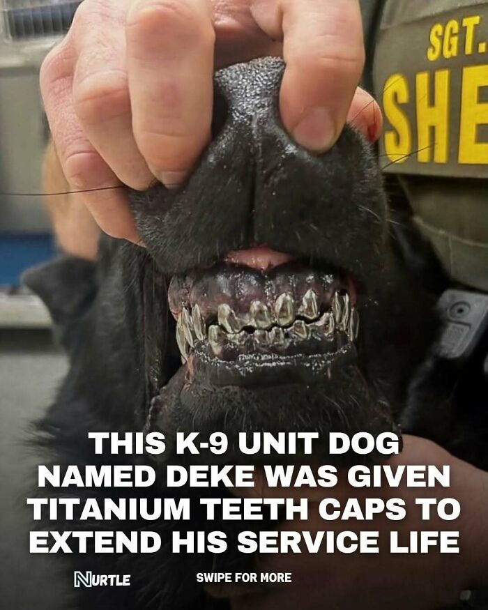 Close-up of a K-9 unit dog showing titanium teeth caps to extend service life, a fun random fact to know.