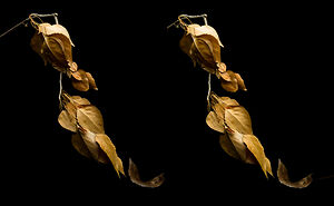 I Revived A Historic 3D Photo Technique And People Are Fascinated.