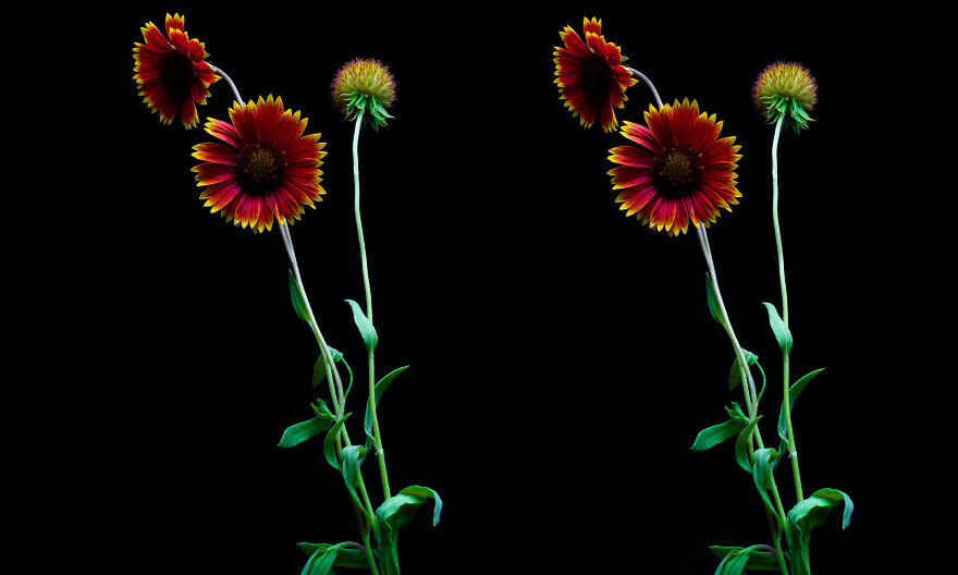 I Revived A Historic 3D Photo Technique And People Are Fascinated.