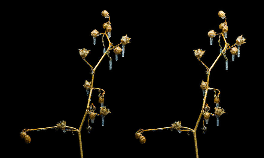 I Revived A Historic 3D Photo Technique And People Are Fascinated.