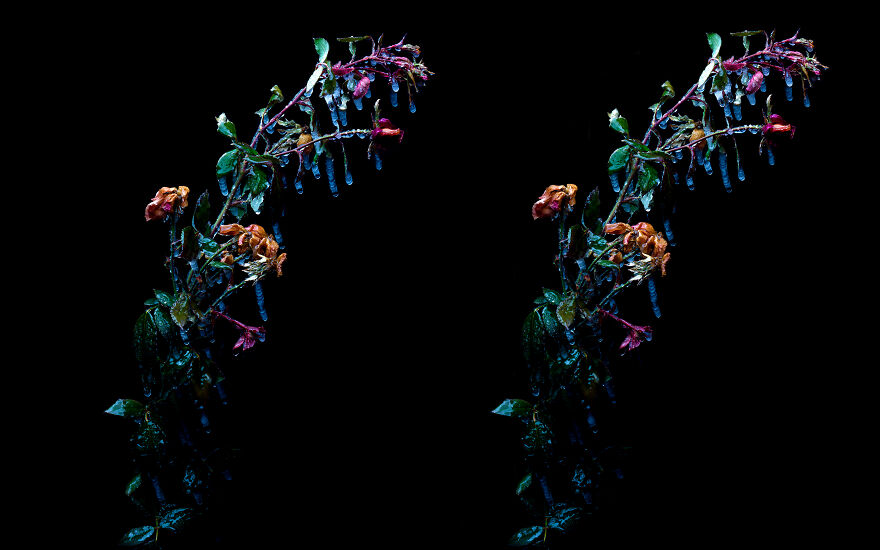 I Revived A Historic 3D Photo Technique And People Are Fascinated.