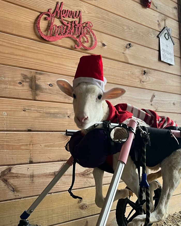 Disabled lamb in a mobility aid wearing a Santa hat inside a wooden shelter decorated for Christmas