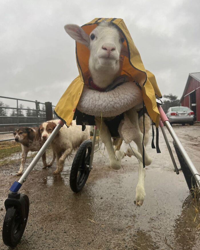 Disabled lamb wearing a yellow raincoat using a custom wheelchair to move independently on a farm. Disabled lamb wearing a yellow raincoat using a custom wheelchair to move independently on a farm.
