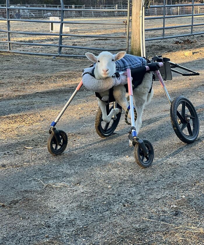 Disabled lamb supported by a custom wheelchair, engineered by a sanctuary to help her move independently outdoors. Disabled lamb supported by a custom wheelchair, engineered by a sanctuary to help her move independently outdoors.