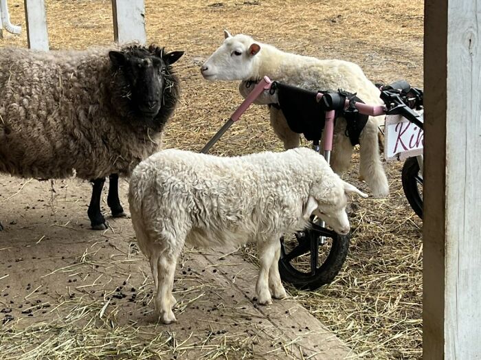 Disabled lamb at a sanctuary uses a custom-made wheelchair to move and interact with other sheep.