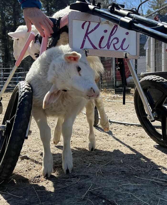 Disabled lamb using a custom mobility cart at a sanctuary, enabling her to move independently on rough ground. Disabled lamb using a custom mobility cart at a sanctuary, enabling her to move independently on rough ground.