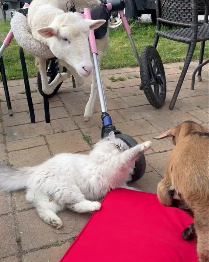 Disabled lamb supported by a mobility device interacting with a cat and dog outdoors on a paved surface. Disabled lamb supported by a mobility device interacting with a cat and dog outdoors on a paved surface.