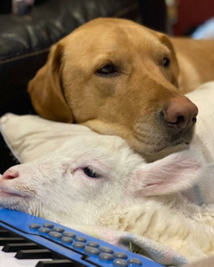 Dog resting its head gently on a disabled lamb rescued by a sanctuary to help her move on her own