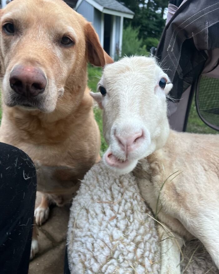 Disabled lamb resting next to a golden dog outside, showing a close bond at an animal sanctuary.