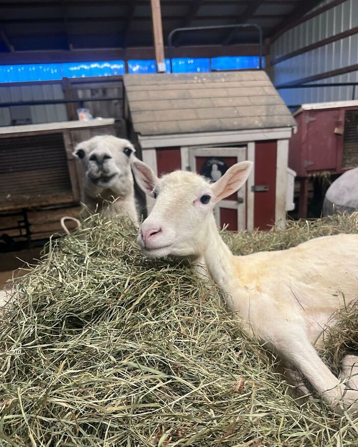 Disabled lamb resting on hay inside barn with another sheep nearby, showing sanctuary rescue and care environment. Disabled lamb resting on hay inside barn with another sheep nearby, showing sanctuary rescue and care environment.