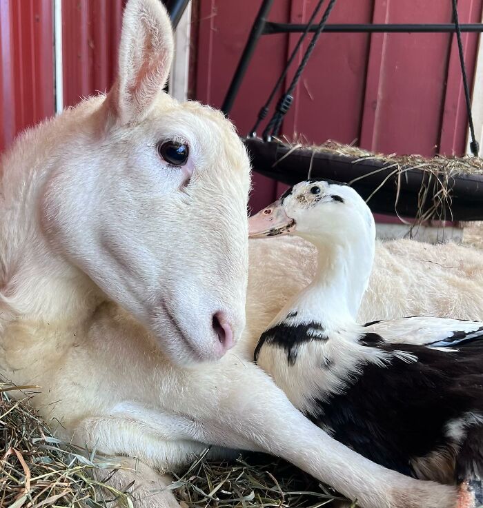 Disabled lamb resting on hay next to a black and white duck inside a barn at an animal sanctuary.