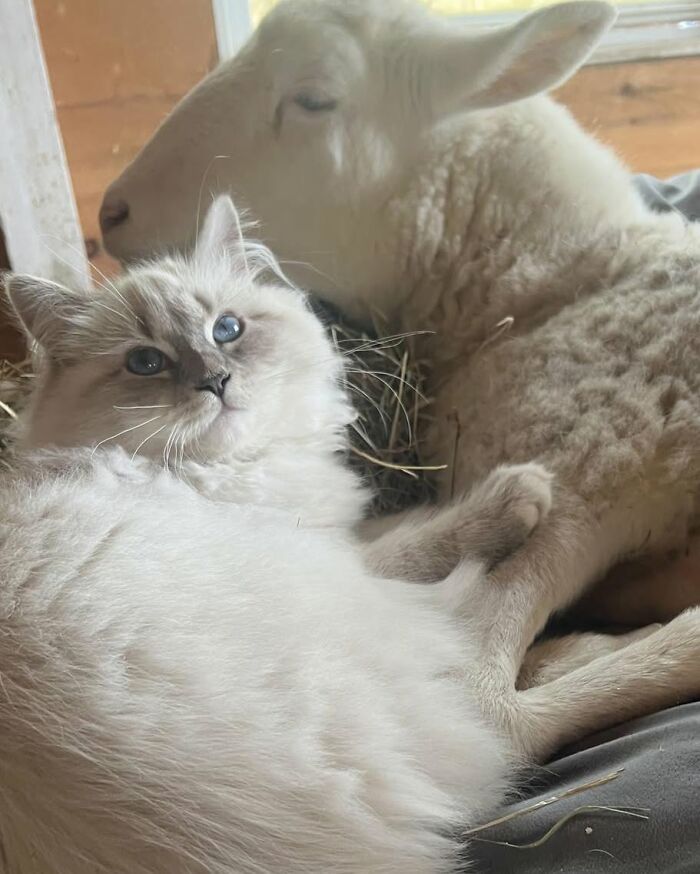 A disabled lamb resting comfortably with a fluffy cat, showcasing sanctuary care and engineered mobility support. A disabled lamb resting comfortably with a fluffy cat, showcasing sanctuary care and engineered mobility support.