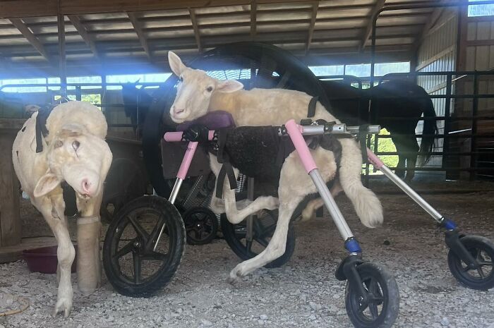 Disabled lamb using a custom mobility device inside a barn with another lamb standing nearby at the sanctuary.