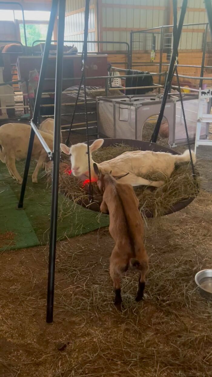 Disabled lamb resting on a suspended hay bed inside a barn, with other goats nearby at the animal sanctuary.
