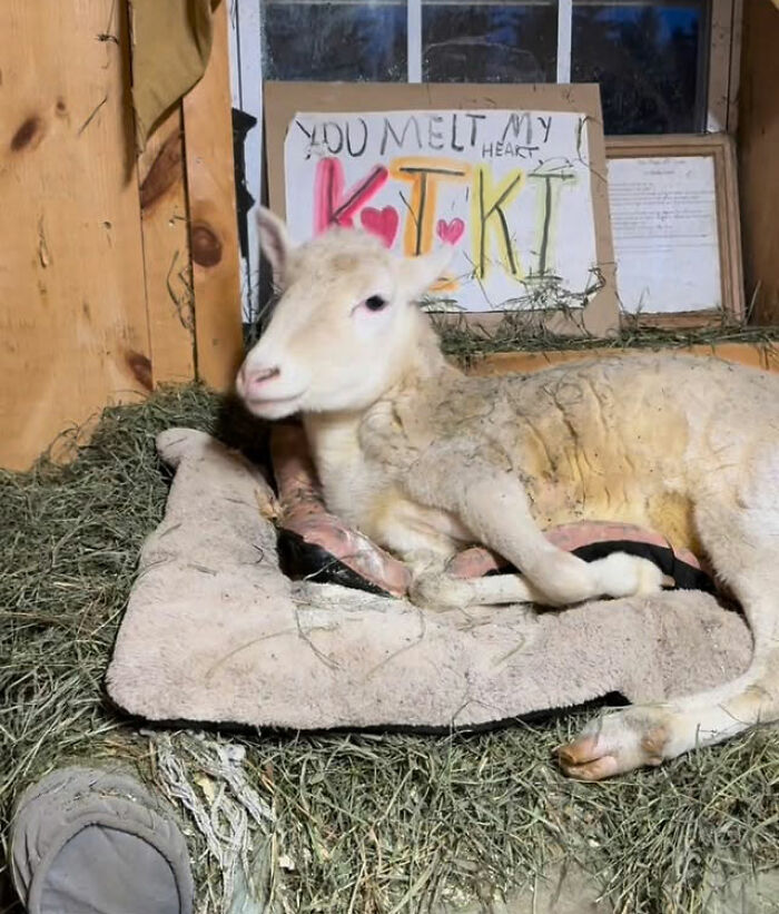 Disabled lamb resting on bedding inside a sanctuary with a handmade sign in the background expressing love and care. Disabled lamb resting on bedding inside a sanctuary with a handmade sign in the background expressing love and care.