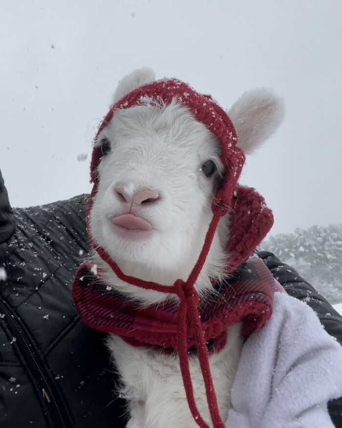 Disabled lamb wearing a red hat and scarf in the snow, rescued at a sanctuary and helped to move independently. Disabled lamb wearing a red hat and scarf in the snow, rescued at a sanctuary and helped to move independently.