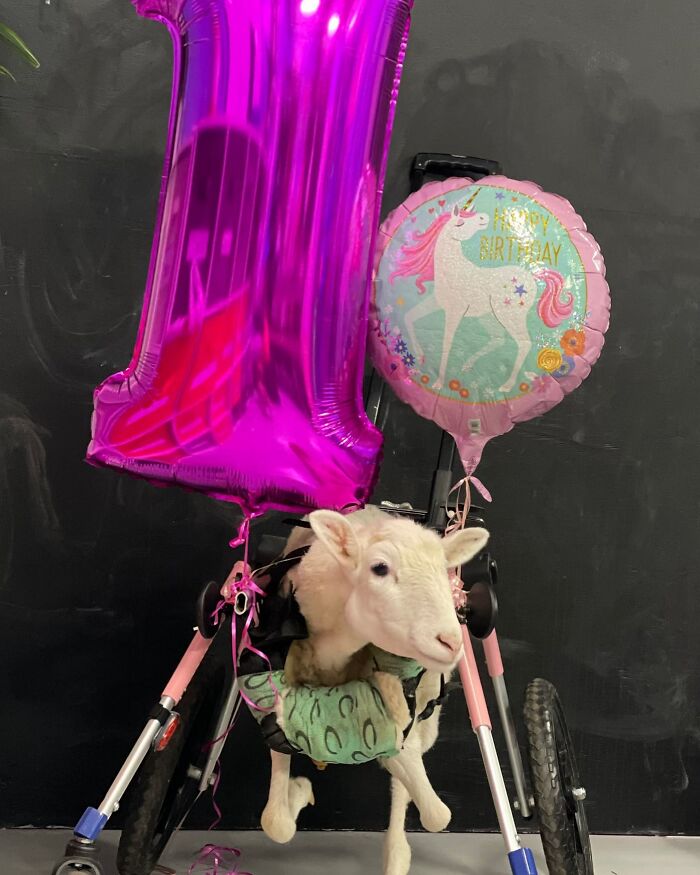 Disabled lamb in a custom mobility device with balloons, demonstrating sanctuary rescue and engineering for independent movement. Disabled lamb in a custom mobility device with balloons, demonstrating sanctuary rescue and engineering for independent movement.