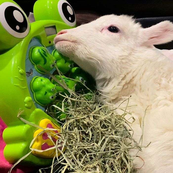 Disabled lamb resting next to a green frog-themed toy, highlighting sanctuary rescue and mobility engineering efforts.