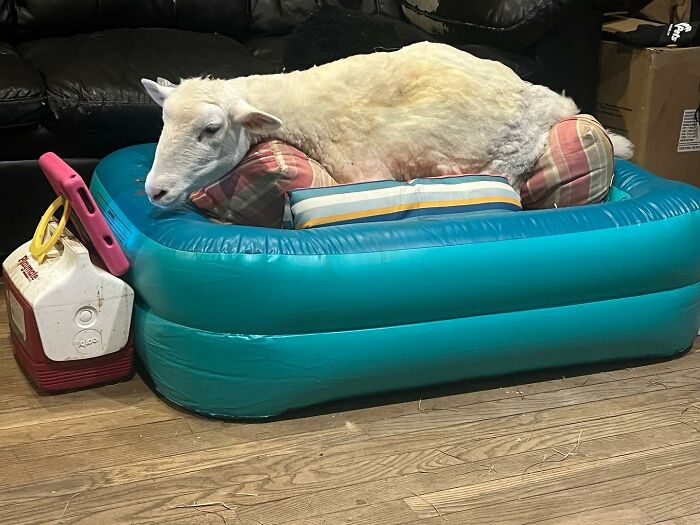 Disabled lamb resting comfortably on cushions inside an inflatable blue bed at the sanctuary for mobility support. Disabled lamb resting comfortably on cushions inside an inflatable blue bed at the sanctuary for mobility support.