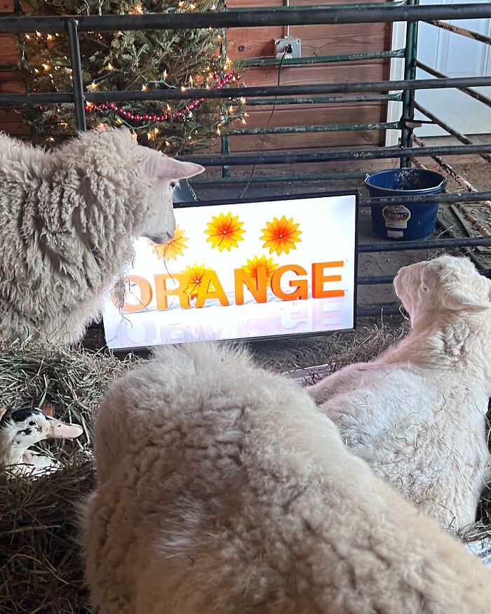 Two sheep and a duck resting on hay inside a shelter at a sanctuary rescuing disabled lambs. Two sheep and a duck resting on hay inside a shelter at a sanctuary rescuing disabled lambs.