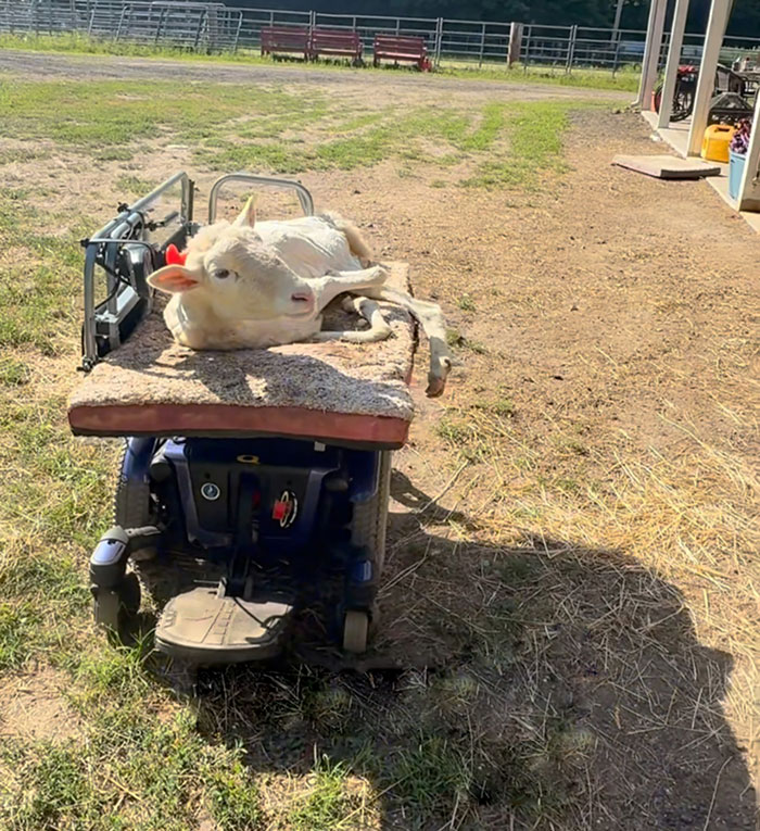 Disabled lamb resting on a custom-built mobility device engineered by a sanctuary to help her move independently outdoors. Disabled lamb resting on a custom-built mobility device engineered by a sanctuary to help her move independently outdoors.