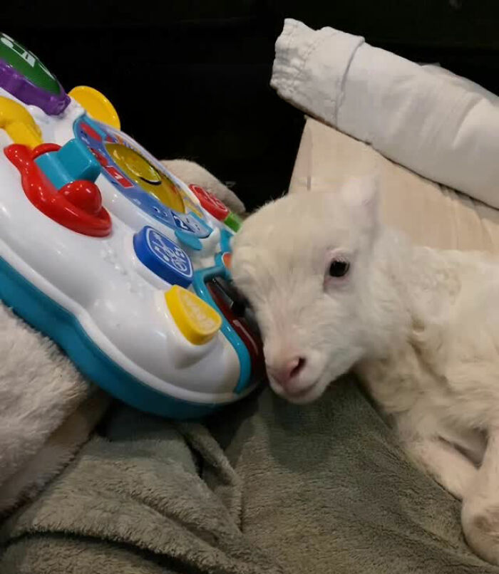Disabled lamb resting on a blanket next to a colorful toy, showing a moment from a sanctuary rescue and care. Disabled lamb resting on a blanket next to a colorful toy, showing a moment from a sanctuary rescue and care.