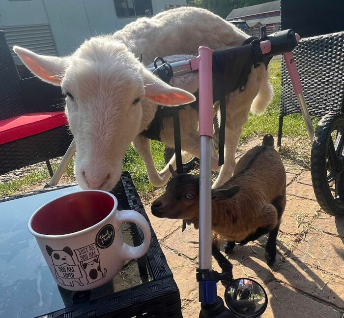 Disabled lamb with custom mobility frame outdoors next to a small brown goat and a coffee mug on a table. Disabled lamb with custom mobility frame outdoors next to a small brown goat and a coffee mug on a table.