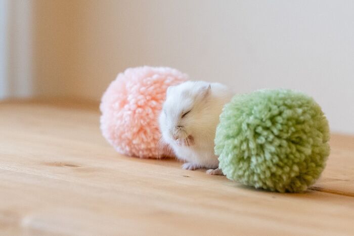 White hamster resting between two soft pom-poms on a wooden surface, showcasing adorable hamster pics.