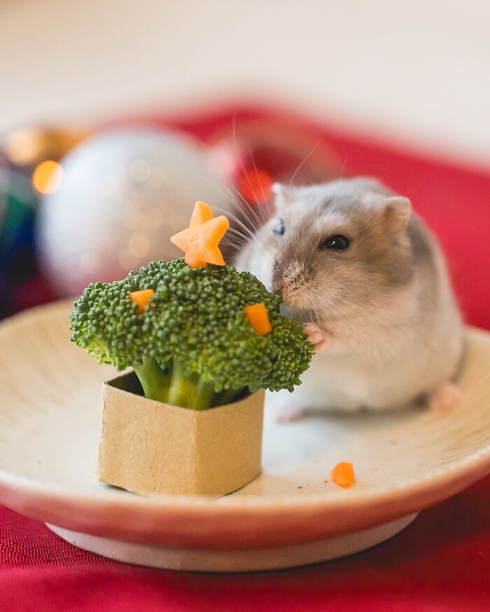 Adorable hamster beside decorated broccoli tree with carrot stars, showcasing cute hamster pics from popular Instagram page.