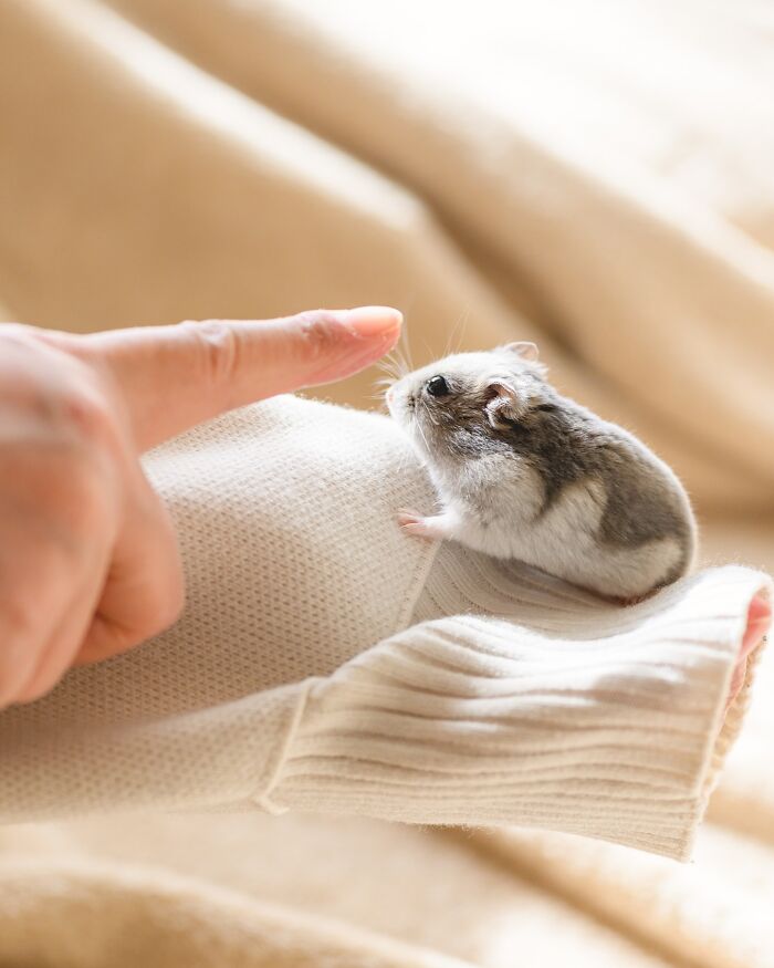 Small adorable hamster perched on a cozy sweater sleeve reaching towards a human finger in a warm indoor setting.