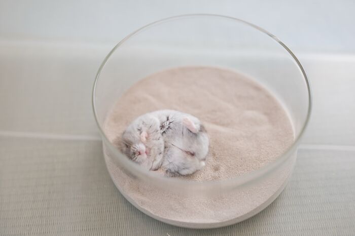 Small adorable hamster curled up sleeping in a clear round container filled with soft sand on a neutral surface.