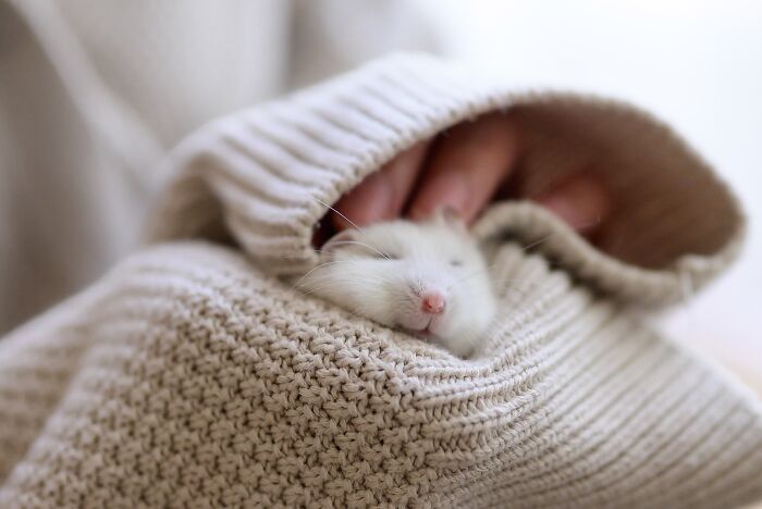 Small adorable hamster peacefully sleeping in a cozy beige knitted sweater, showcasing cute and calming pet moments.