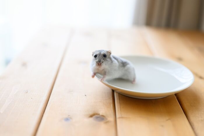 Small adorable hamster sitting on the edge of a white plate on a wooden table, cute hamster pic with soft lighting