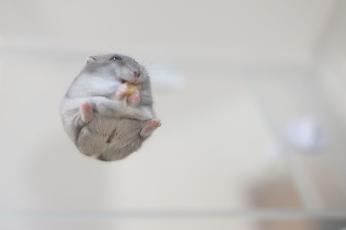 Adorable hamster pictured from below, holding food with tiny paws, showcasing cute and playful behavior in clear view.