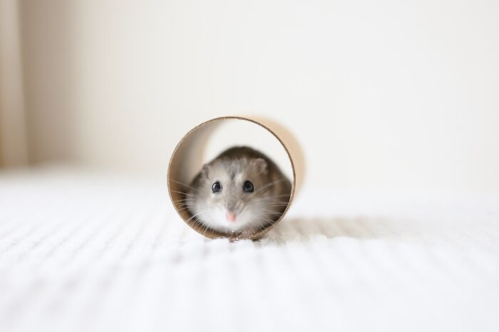 Adorable hamster peeking out of a cardboard tube on a white textured surface, showcasing cute hamster pics.