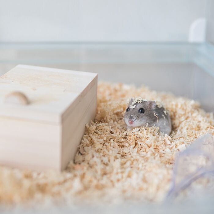 Small hamster resting on wood shavings inside a clear enclosure with a wooden house beside it in a cozy habitat.