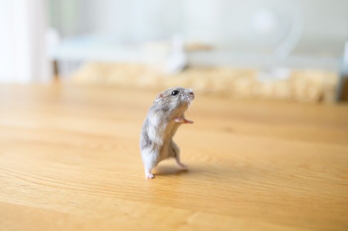 Adorable hamster standing on a wooden surface with a blurred background, showcasing cute small pet moments.