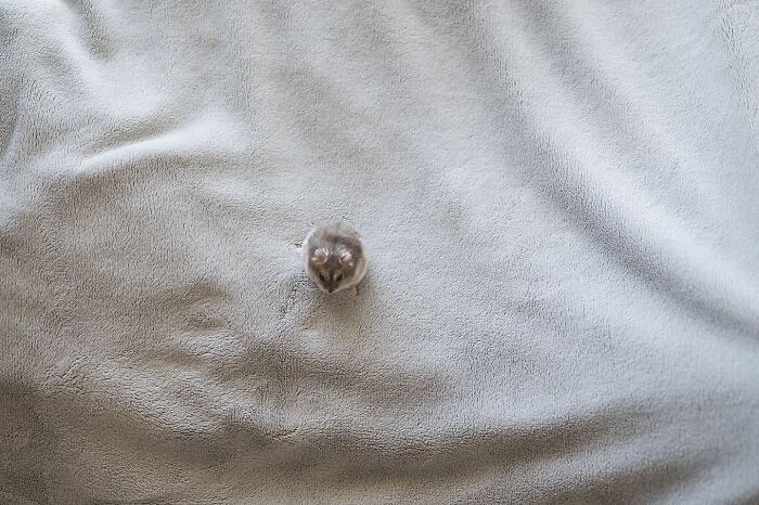 Small adorable hamster sitting alone on a soft grey blanket, showcasing cute and charming hamster pics from Instagram.