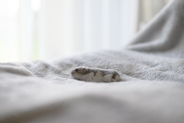 Small adorable hamster lying on a soft gray blanket in natural light with a blurred background setting.