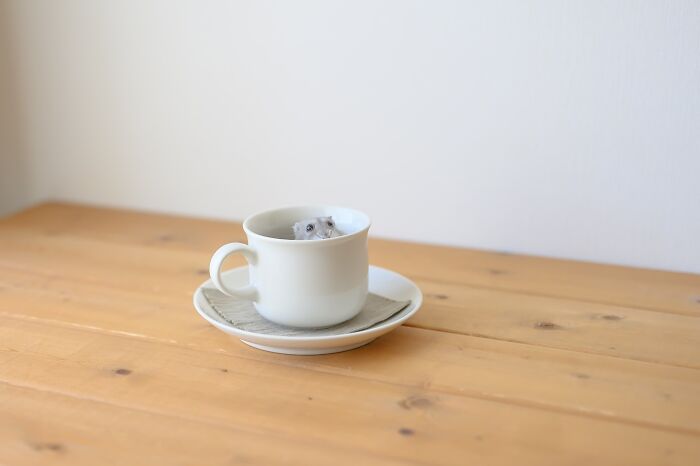A small adorable hamster peeking out of a white teacup on a wooden table, showcasing cute hamster pics.