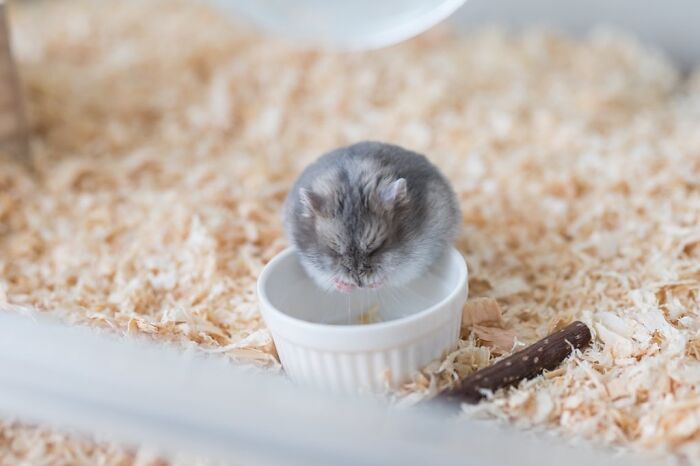 Small adorable hamster eating from a white bowl in a cage with wood shavings and a small stick nearby